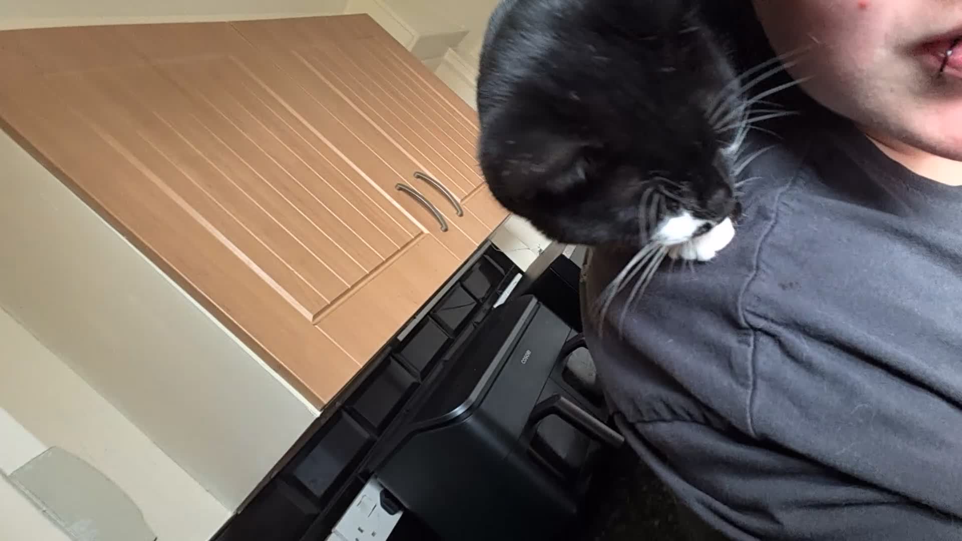 British Shorthair cats for sale: Male Cat for free to good home  - Video 1