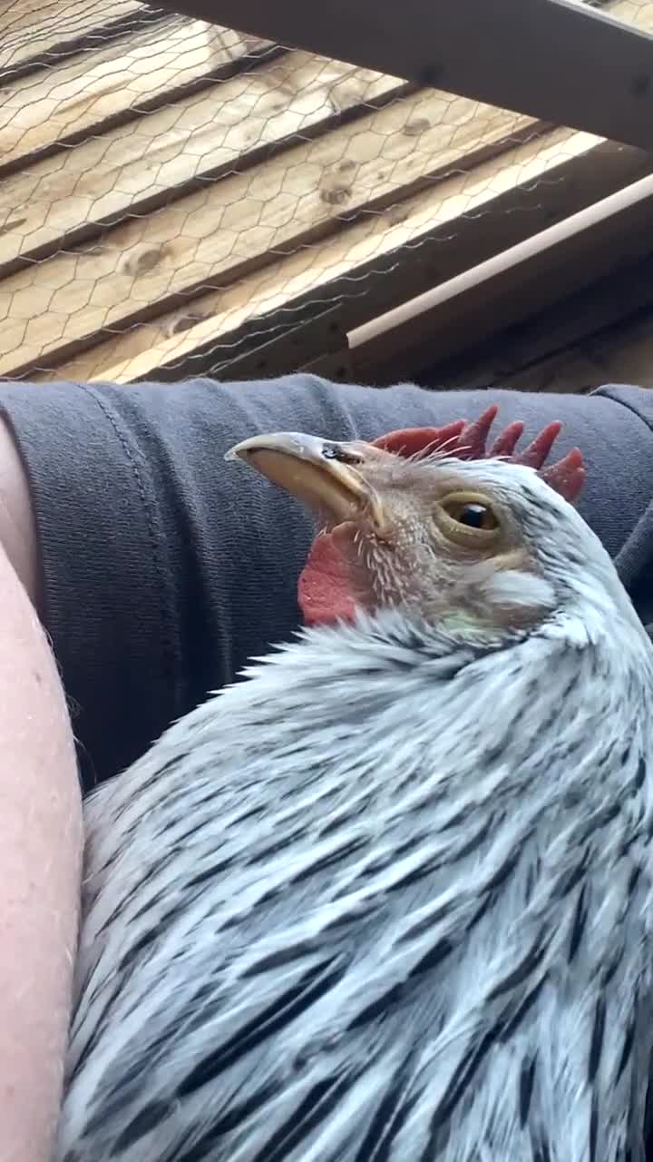 Chickens poultry for sale: Two hens for sale - Video 3