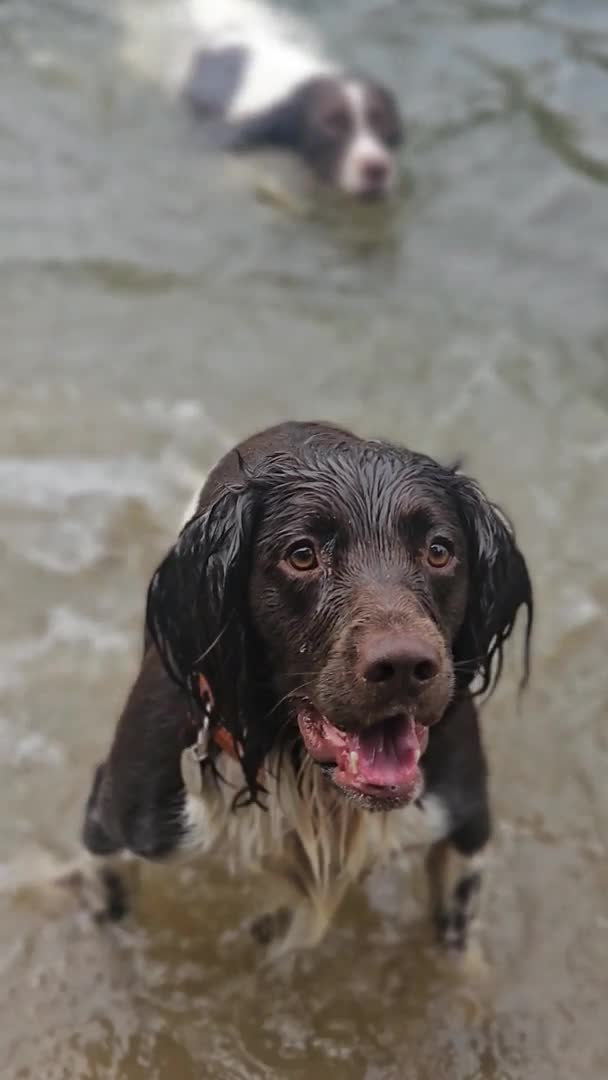 English Springer Spaniel dogs for stud: English Springer Spaniel Stud in Derby - Video 1