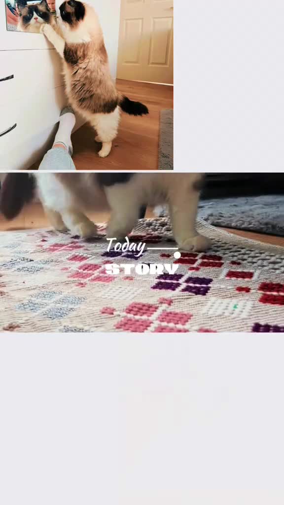 Ragdoll cats for sale: Ragdoll pure breed kittens!!! Ready to go 🏡 - Video 5