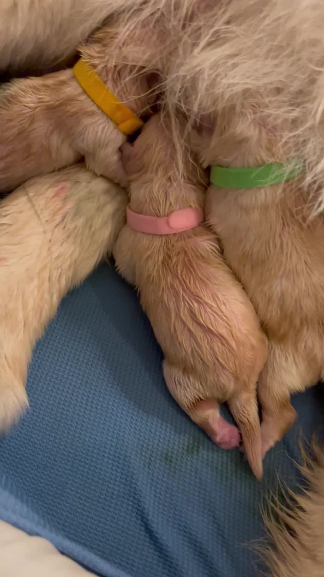 Chow Chow dogs for sale: Chow chows for sale 3k champion bloodline  - Video 4