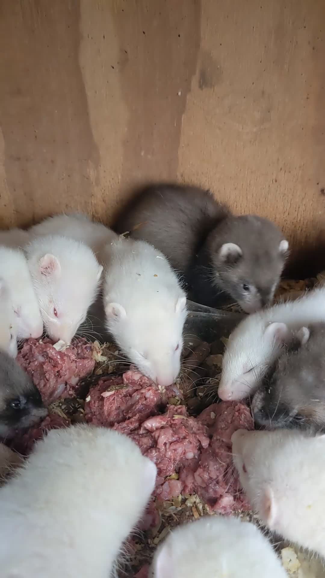 Ferret rodents for sale: Ferrets  - Video 1