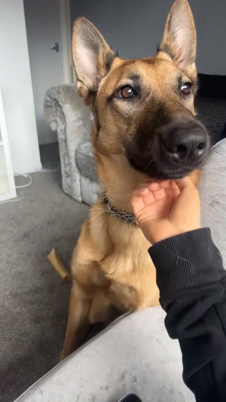 German Shepherd dogs for sale: rehoming  - Video 1
