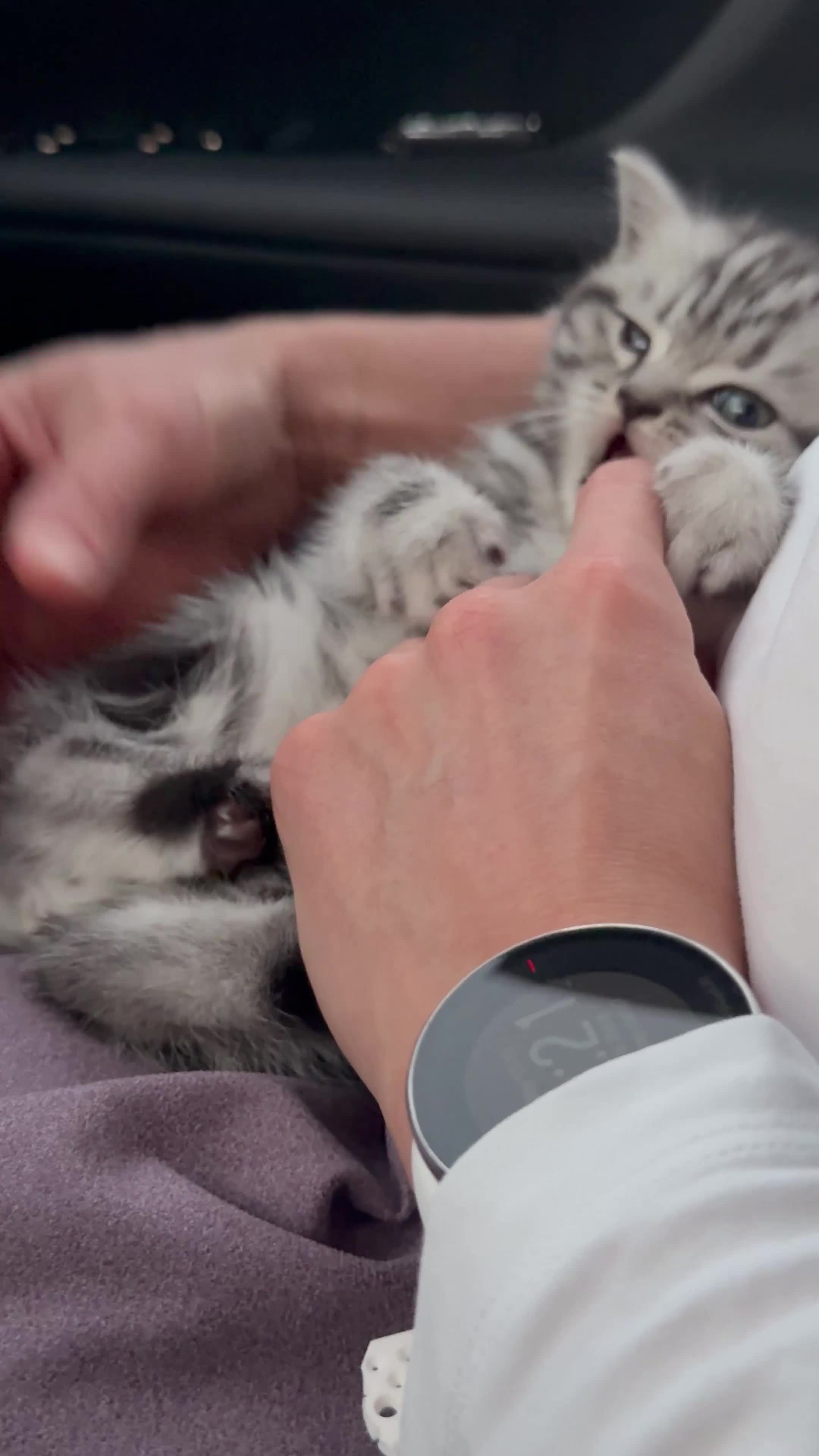 Scottish Fold cats for sale: Duke ( silver tabby Scottish straight)  - Video 3