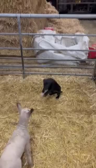 Border Collie dogs for sale: Collie Puppies  in Llandovery - Video 1