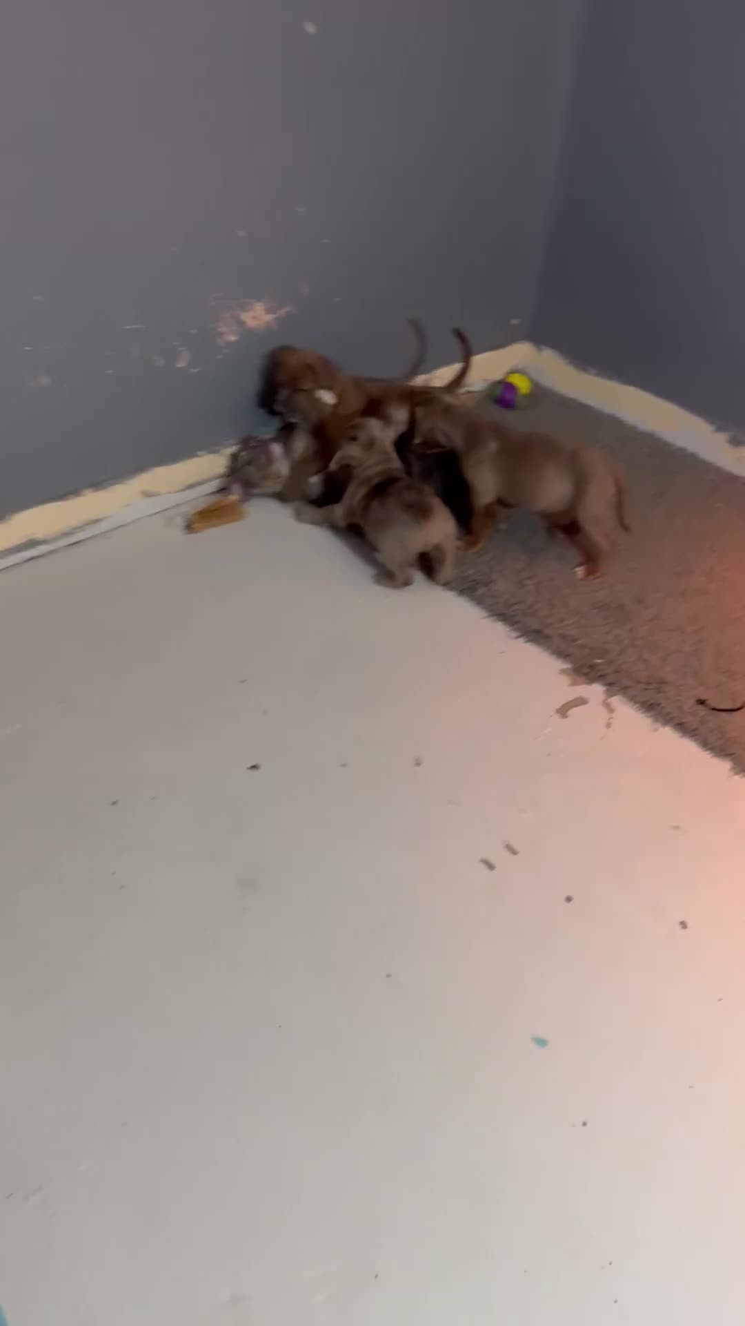 Olde English Bulldogge dogs for sale: 8 week old Olde English Bulldogges  - Video 1