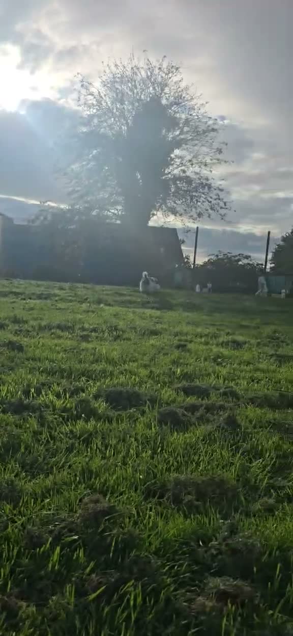 Havanese dogs for sale: Only 2 left!Purebred Havanese,Vaccinated,chipped - Video 2