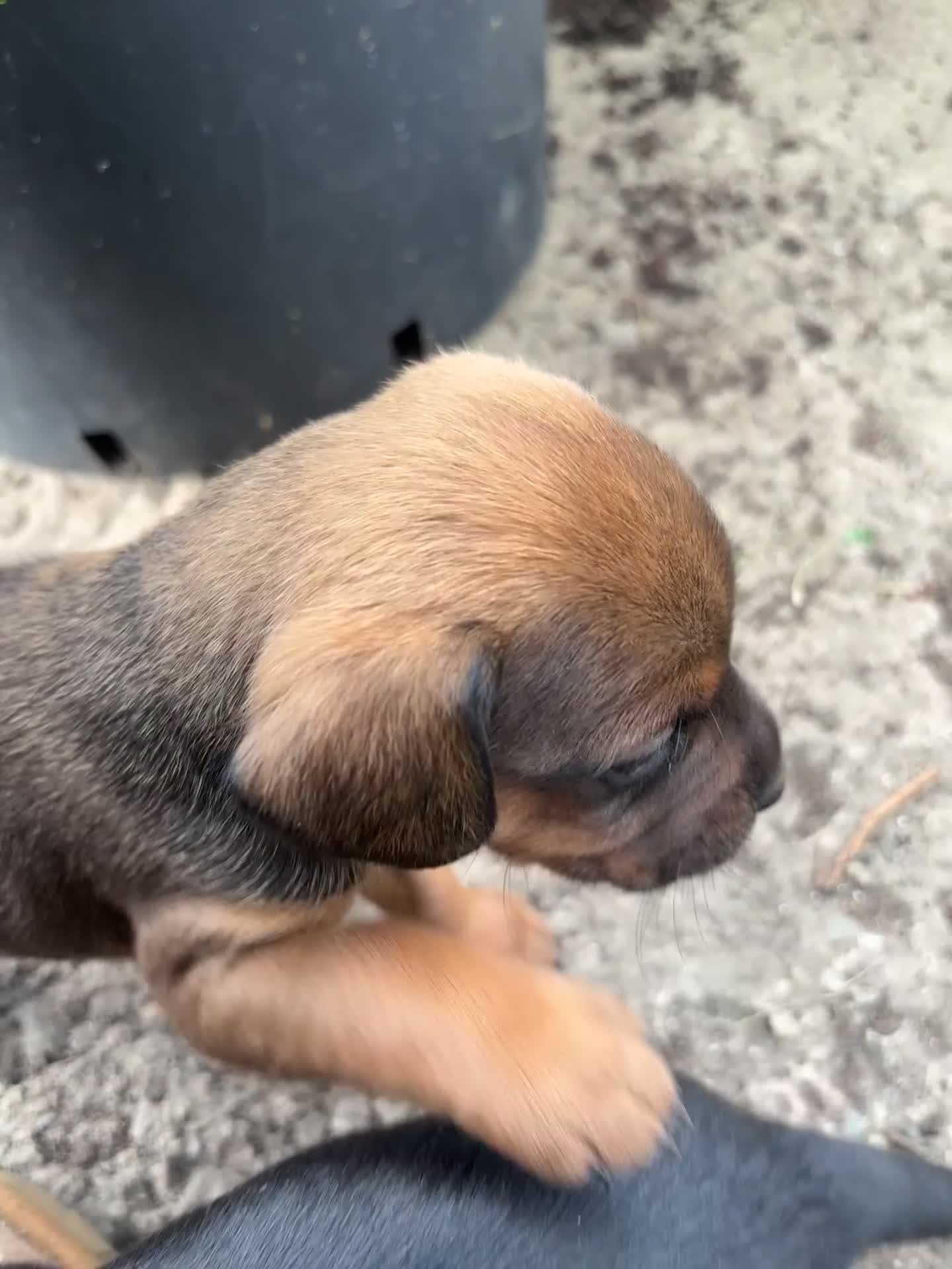 Mixed Breed dogs for sale: Cocker Spaniel/Patterdale terrier  in Killin - Video 1