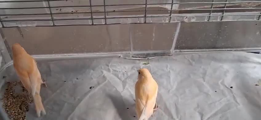 Canaries birds for sale: 3 young canaries hatched on 24.02.26 - Video 1
