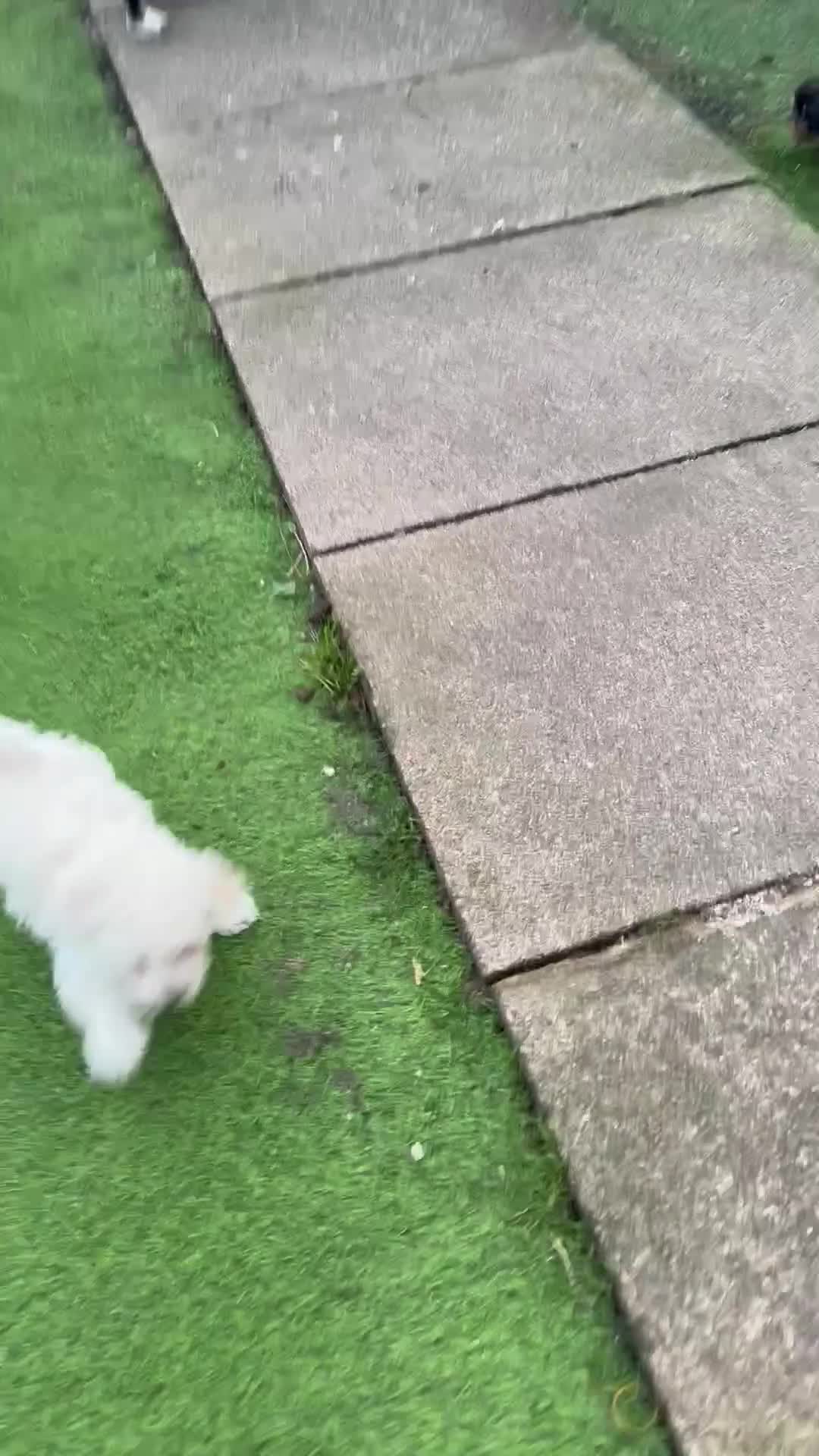 Shihpoo dogs for sale: Shihpoo - Video 3