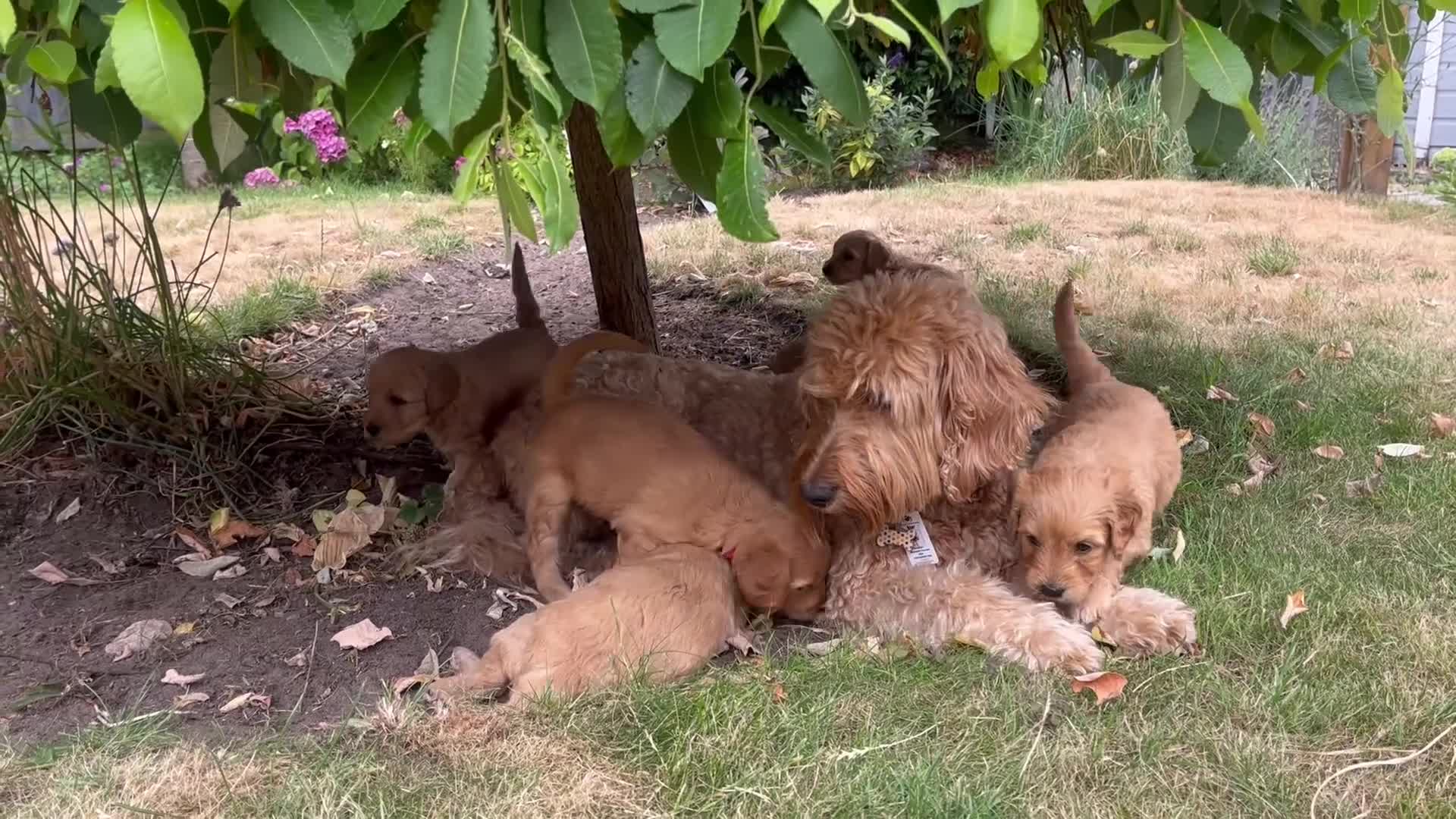 Double Doodle dogs for sale: Last double doodle puppy looking for her home - Video 5