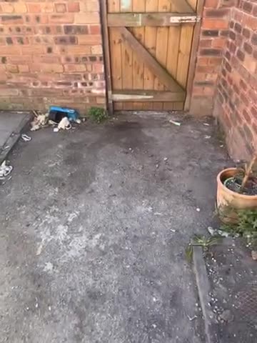 Cane Corso dogs for sale: Cane corso female  - Video 2