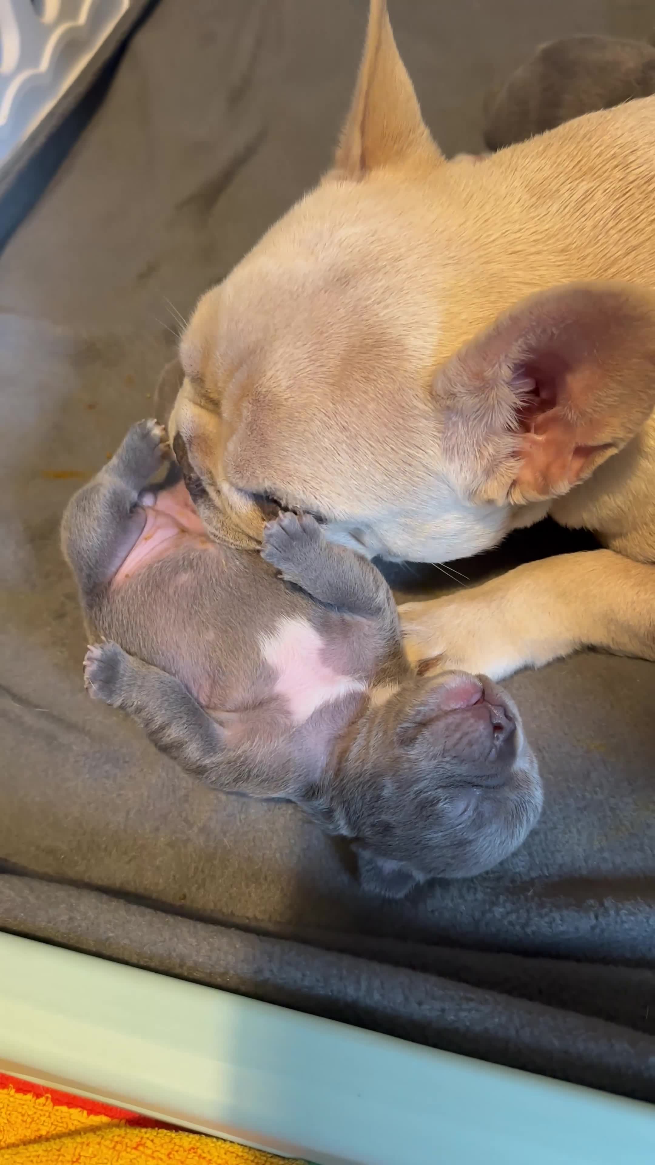French Bulldog dogs for sale: Blue French bulldog pups  in Wirral - Video 1