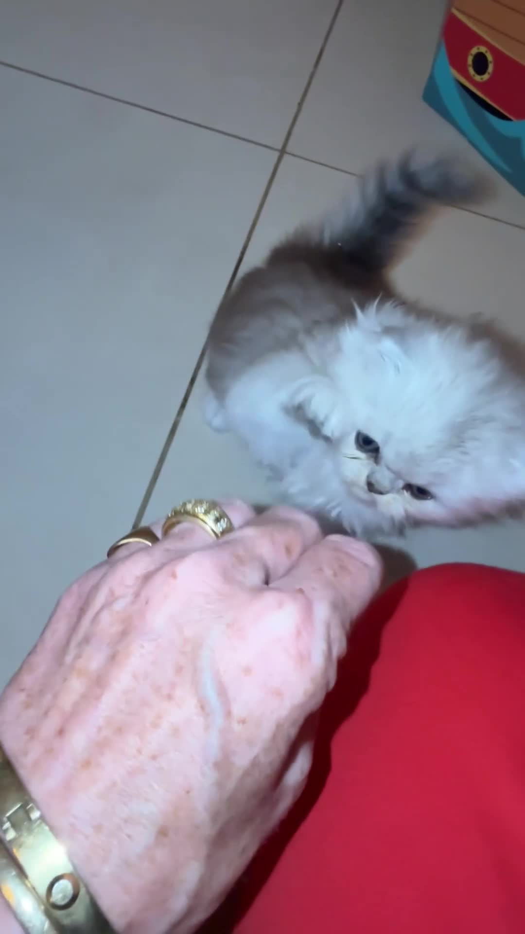 Persian cats for sale: 🐾 TWO BEAUTIFUL PERSIAN KITTENS AVAILABLE 🐾 - Video 5