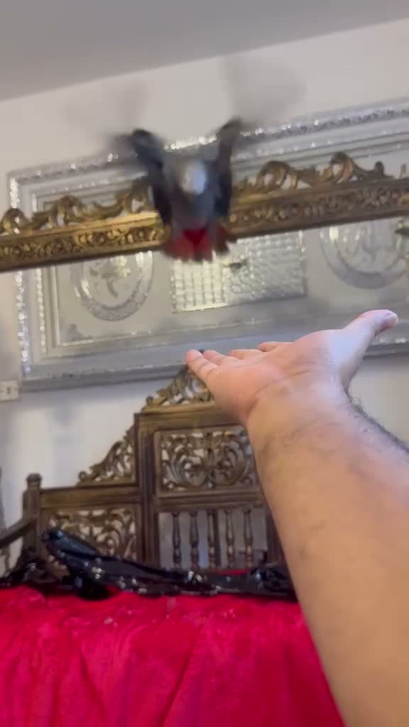 Parrots birds for sale: Head Reared African Grey 5 months old talking bird - Video 1
