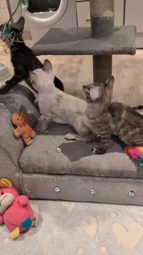 Bengal cats for sale: 🐆✨ TICA-Registered Bengals 🐆✨ - Video 2