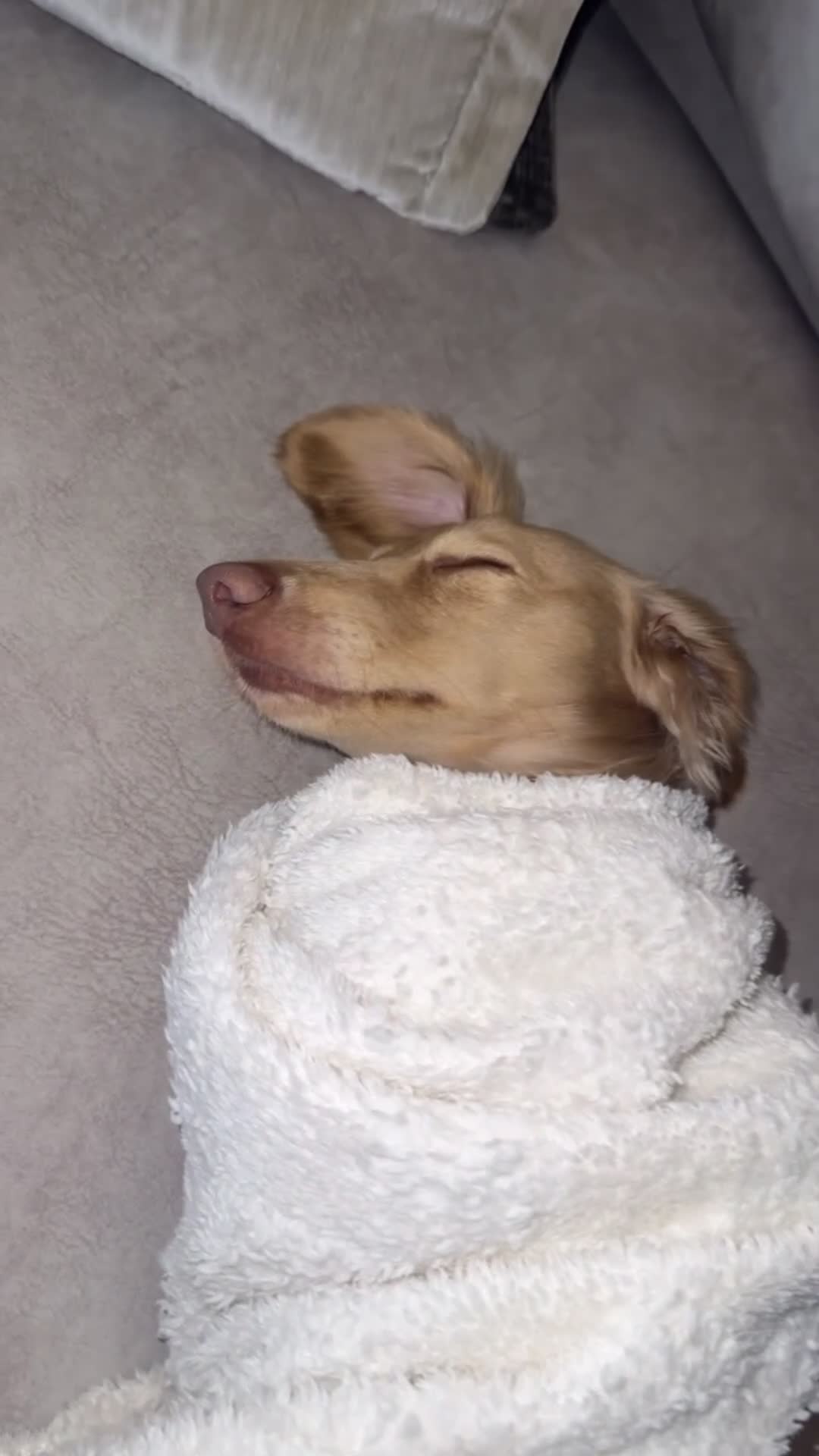 Miniature Dachshund dogs for sale: KC registered 1 year old LH CREAM BOY  - Video 2