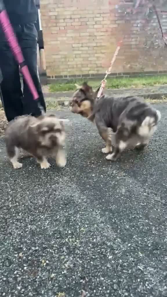 French Bulldog dogs for sale: REDUCED FlOODLE /French bulldogs - Video 2