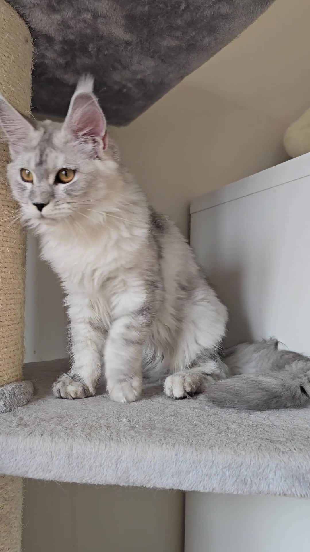 Maine Coon cats for sale: Maine Coon kittens  - Video 1