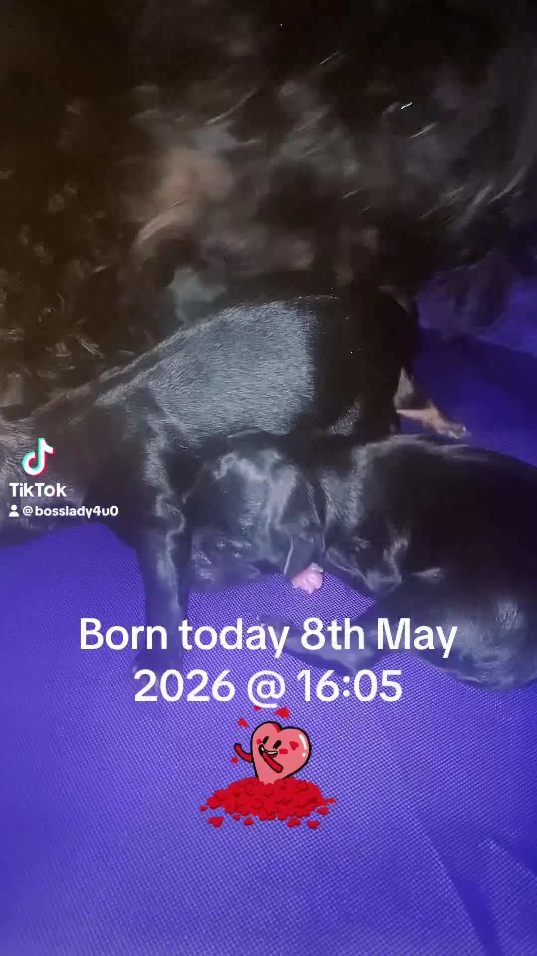 Maltipom dogs for sale: MALTIPOM  - Video 2