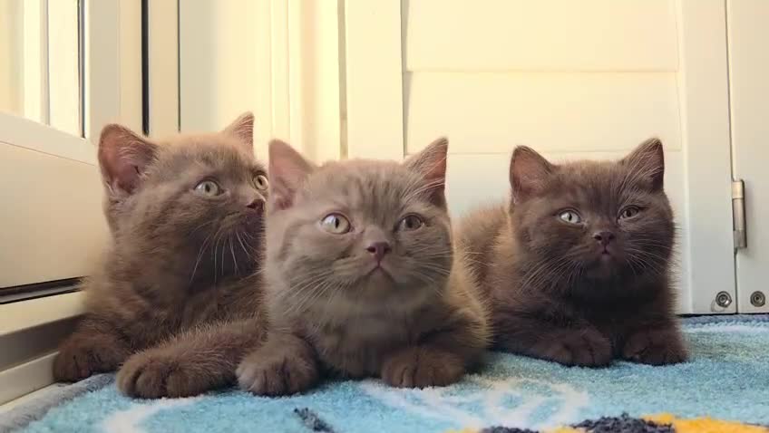 British Shorthair cats for sale: Chocolate & Cinnamon ⭐ British Shorthair Kittens  - Video 1