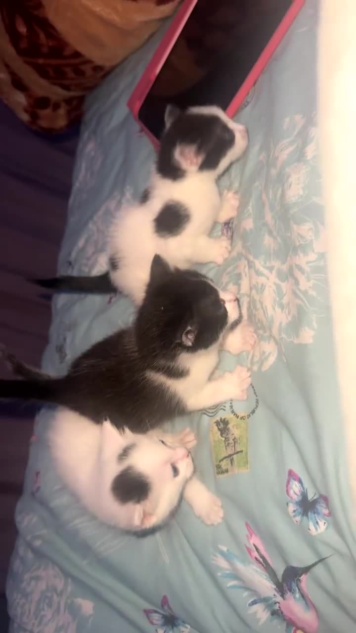Mixed Breed cats for sale: 4 MIXED BREED KITTENS  - Video 2