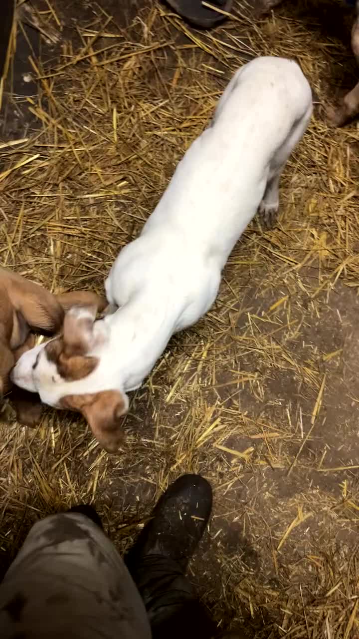 Lurcher dogs for sale: Lurcher Puppys  in Evesham - Video 1