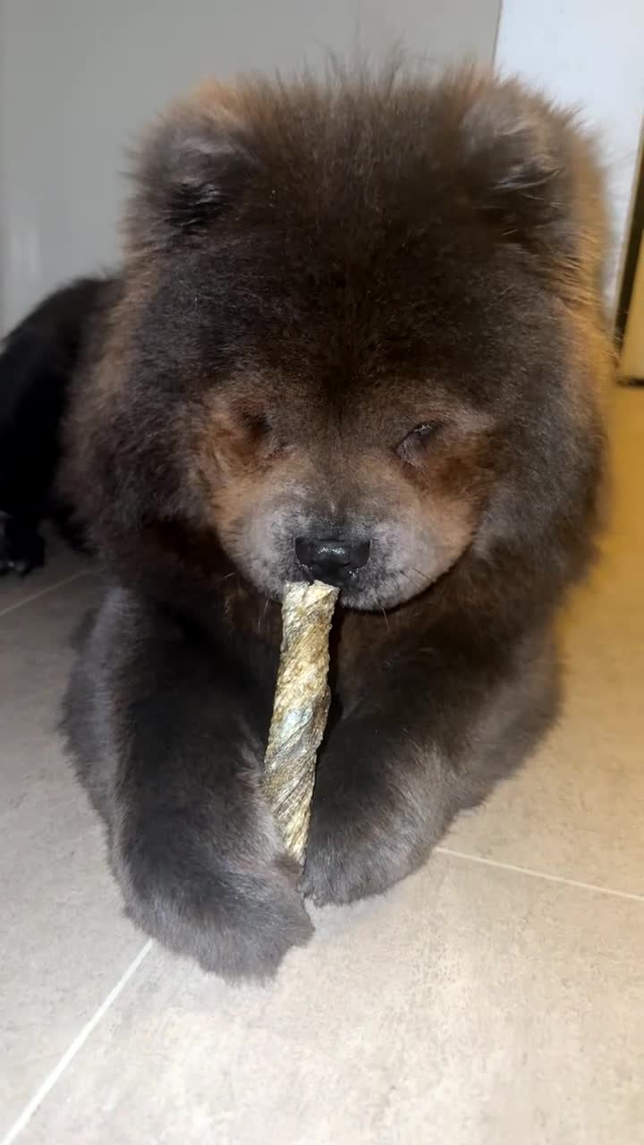 Chow Chow dogs for sale: Female chow chow  - Video 2