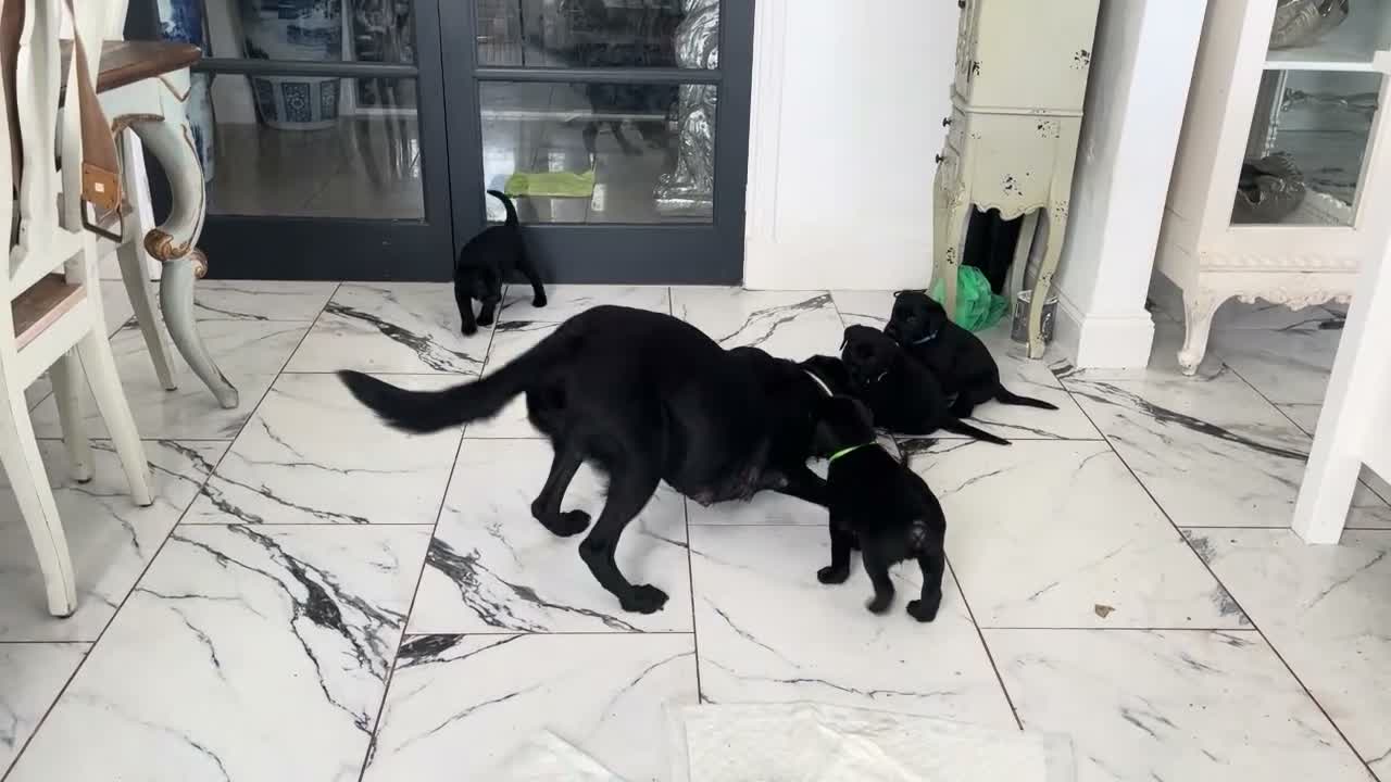 Labrador Retriever dogs for sale: labrador puppies - Video 1