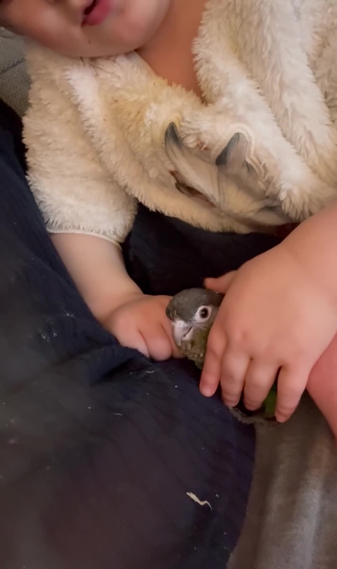 Conures birds for sale: Hand reared silly tame rare conures!  - Video 2