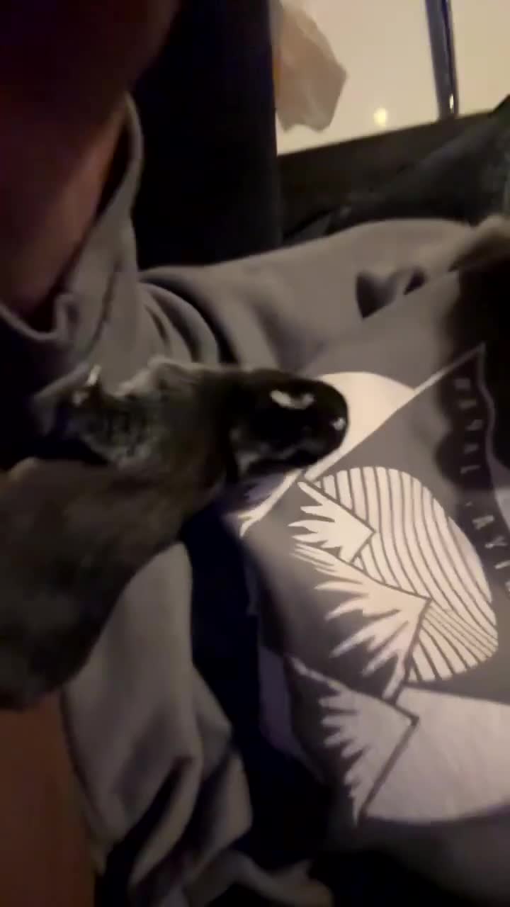 Netherland Dwarf rabbits for sale: 2 baby bunnies 🐰  - Video 5