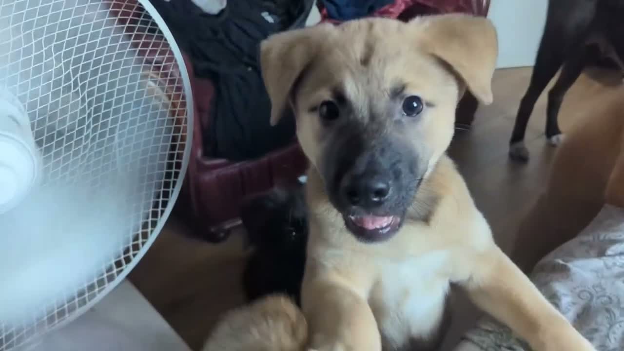 Mixed Breed dogs for sale: Stunning WolfAkita Pups – 1 Boy/1 Girl Ready now!  in Southampton - Video 4