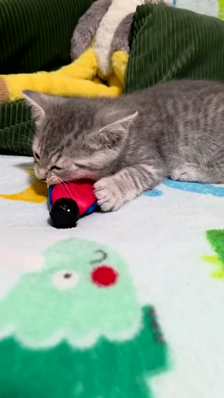 British Shorthair cats for sale: Lovely British shorthair kittens 😸  - Video 1
