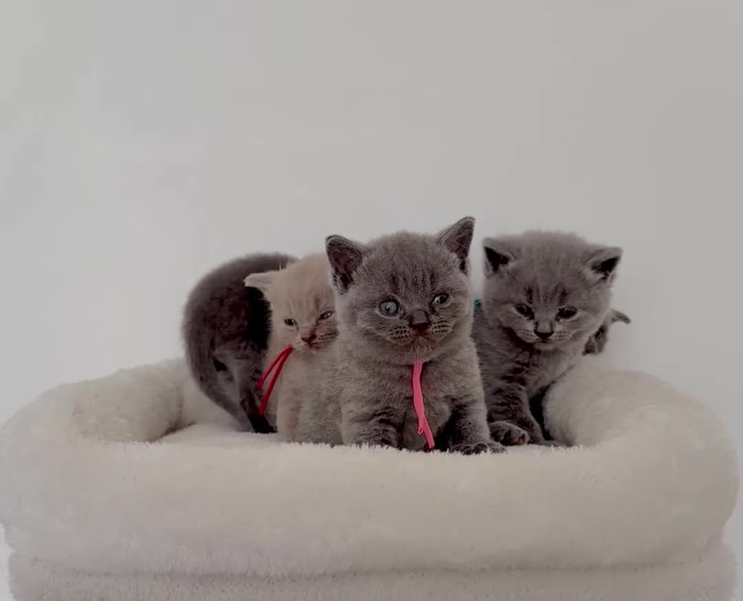 British Shorthair cats for sale: pure british shorthair kittens  - Video 2