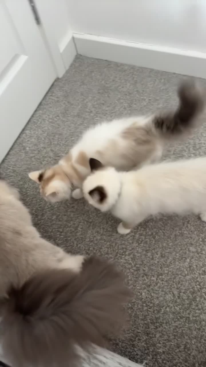Ragdoll cats for sale: Rag doll kitten 🩷Dolly🩷 for sale  - Video 2