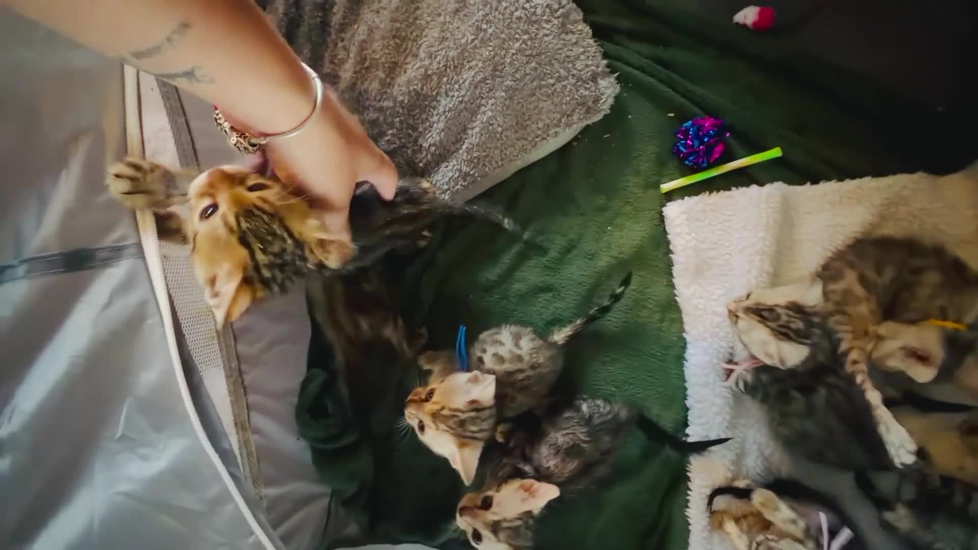 Bengal cats for sale: Family raised Bengal Kittens 🐾 - Video 1