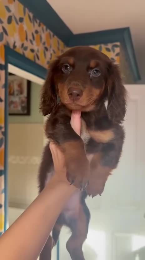 Miniature Dachshund dogs for sale: *LAST BOY* Mini longhaired dachshunds❤️ - Video 2