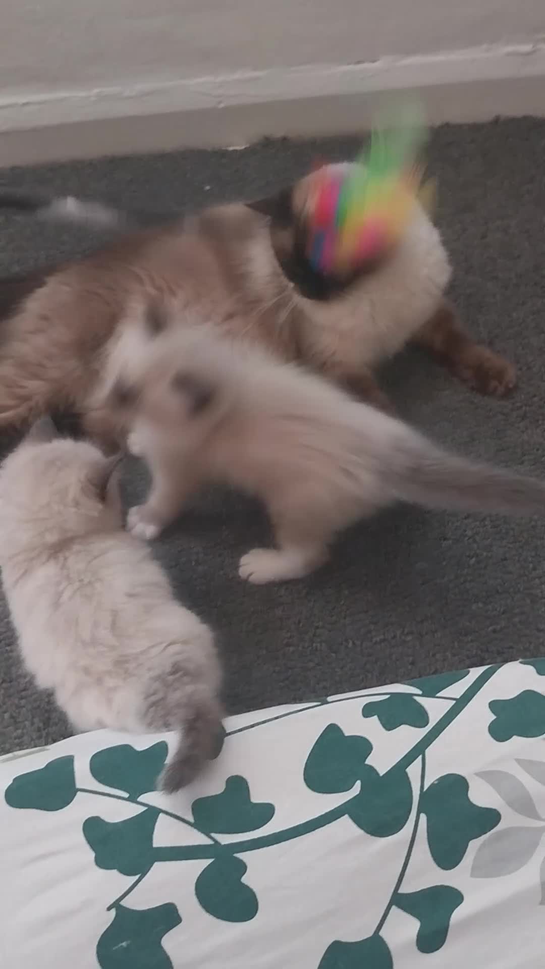 Ragdoll cats for sale: Two gorgeous little rag doll girls .😽😺 - Video 5
