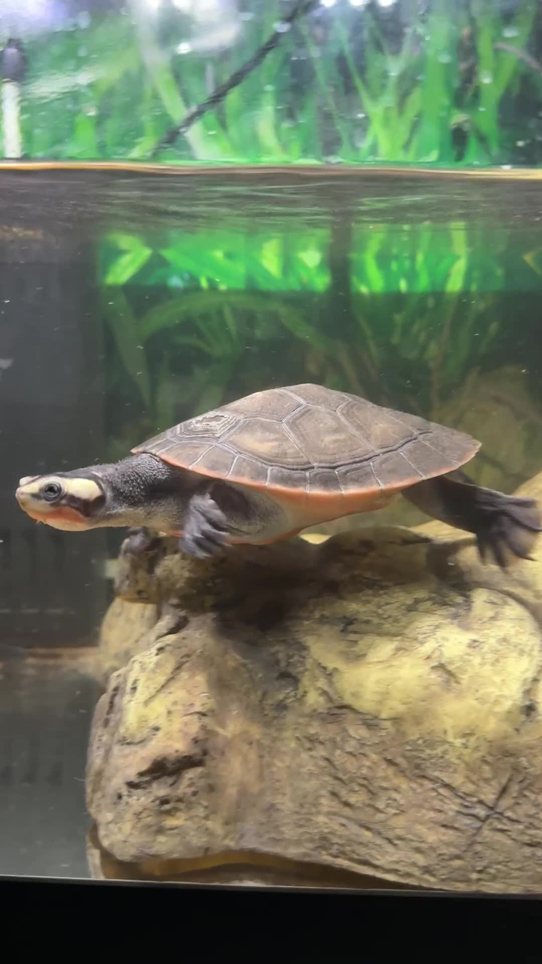 Turtle reptiles for sale: Two Turtles ALL ACCESSORIES £50!  - Video 1