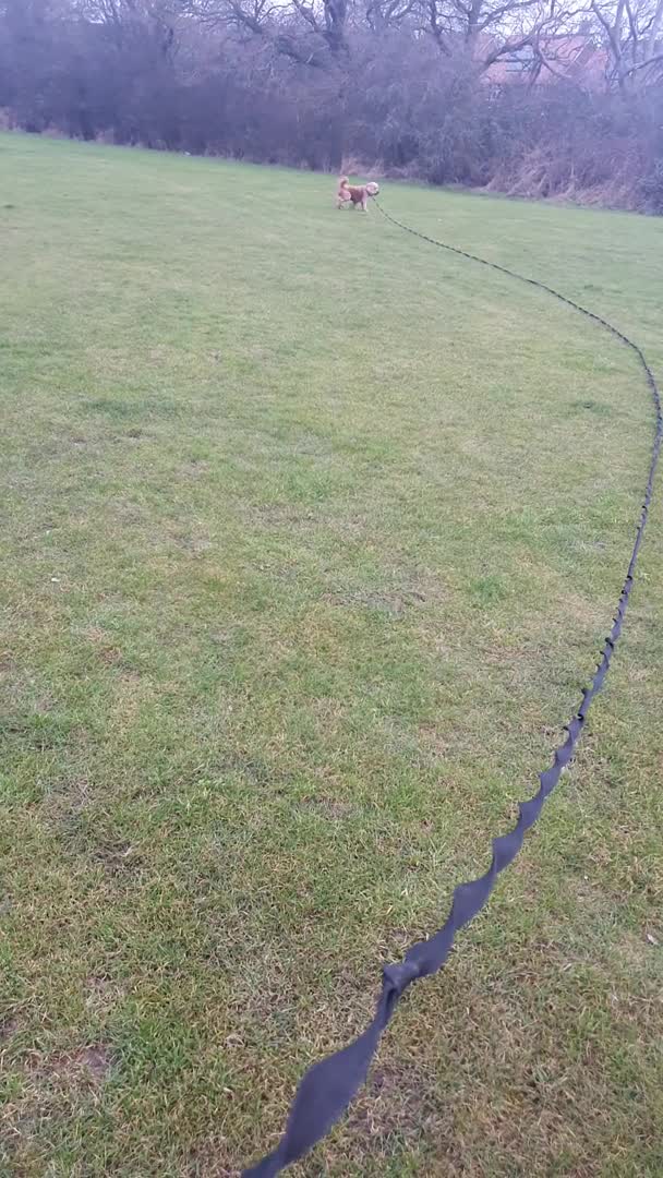 Cockapoo dogs for stud: Proven DNA tested red F1 Cockapoo Charlie for Stud in Milton Keynes - Video 2