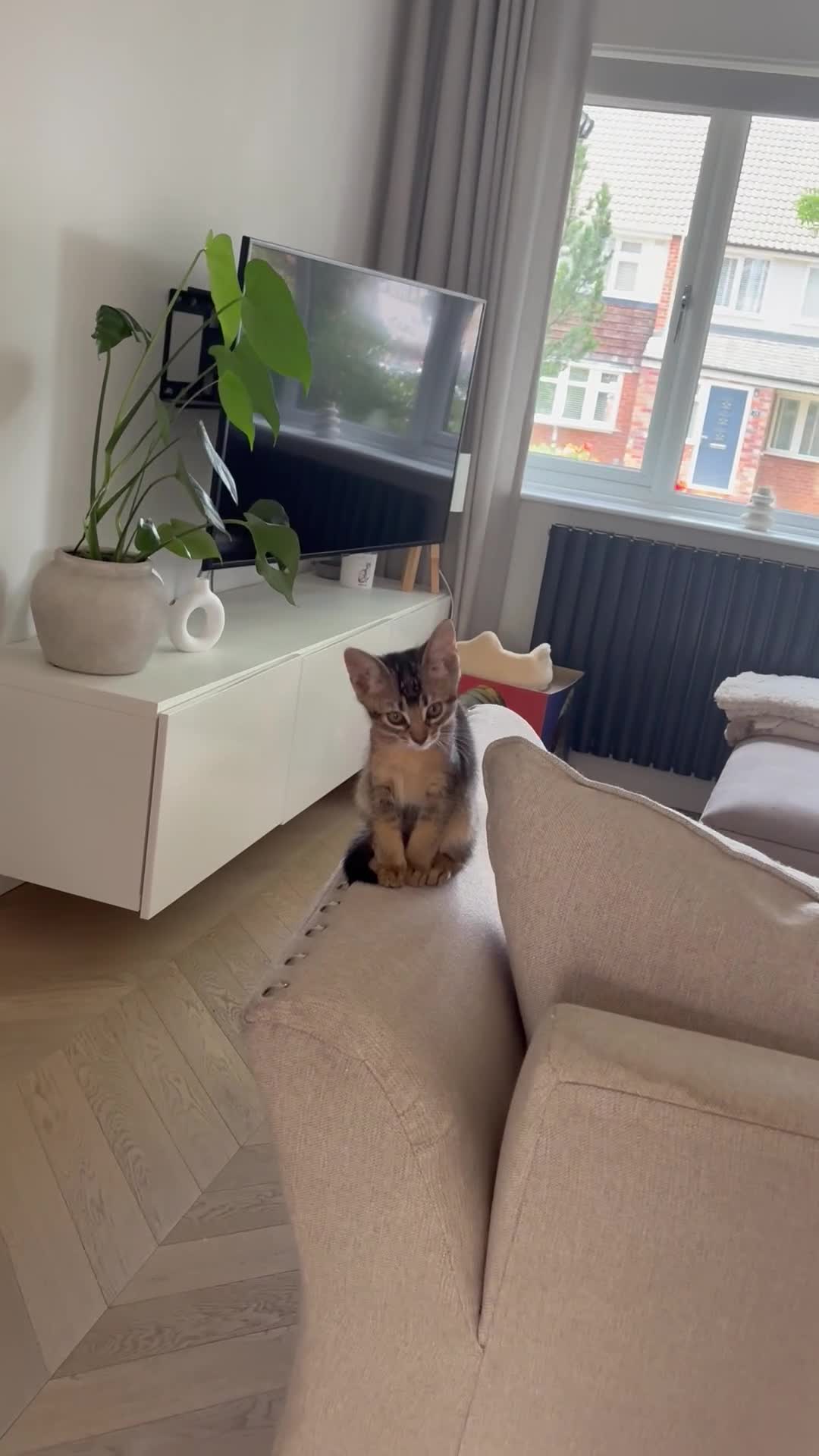 Mixed Breed cats for sale: Two Beautiful Abyssinian Cross Girls - Video 2