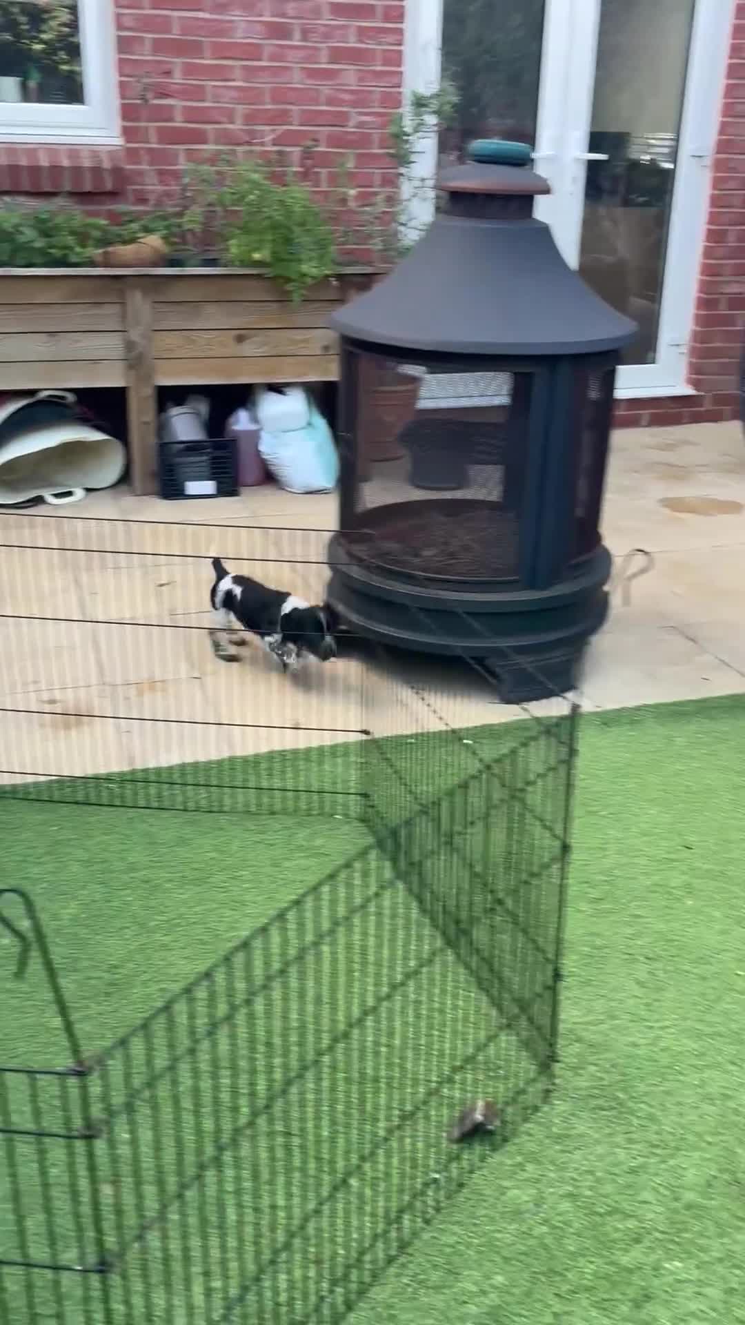 Cocker Spaniel dogs for sale: Exceptional Working Cocker Spaniel Pups–Ready Now! - Video 4