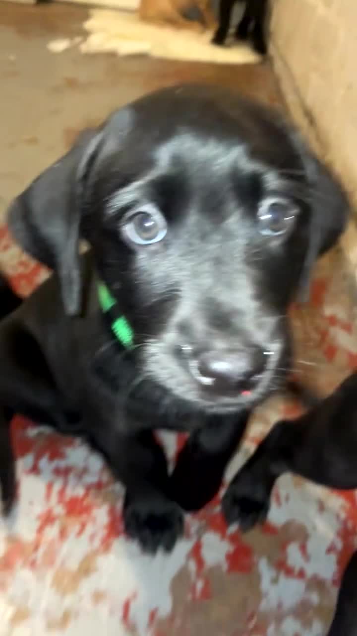 Labrador Retriever dogs for sale: 2 girls 1 boy left ready for their forever homes - Video 3