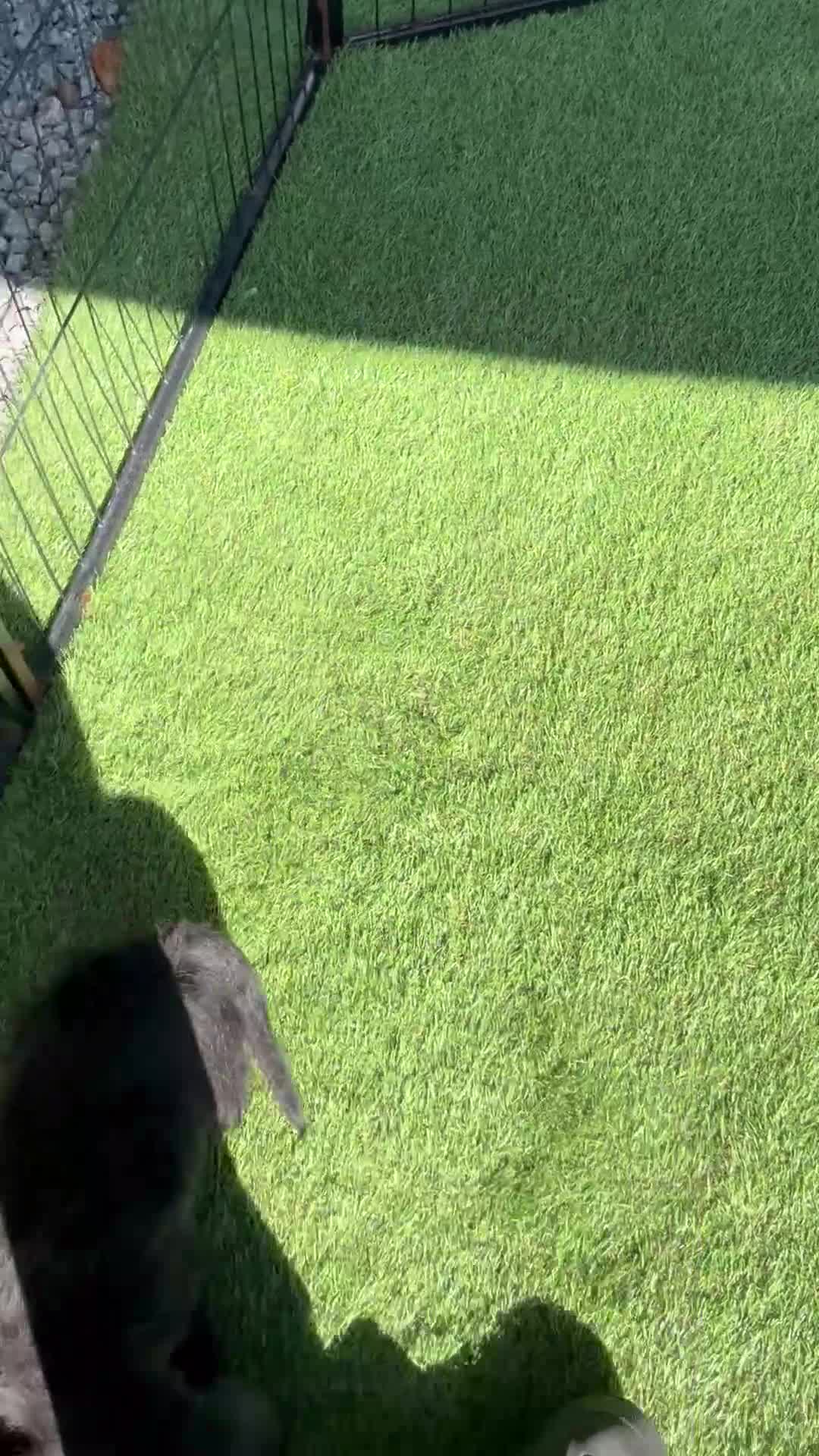 Cocker Spaniel dogs for sale: 🏅kc registered show type cocker puppy🏅 - Video 1