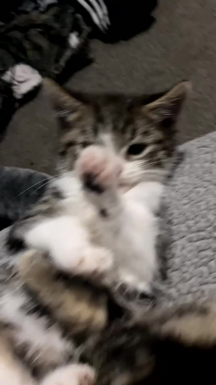 Mixed Breed cats for sale: Two male kittens need a new home in Walsall - Video 1