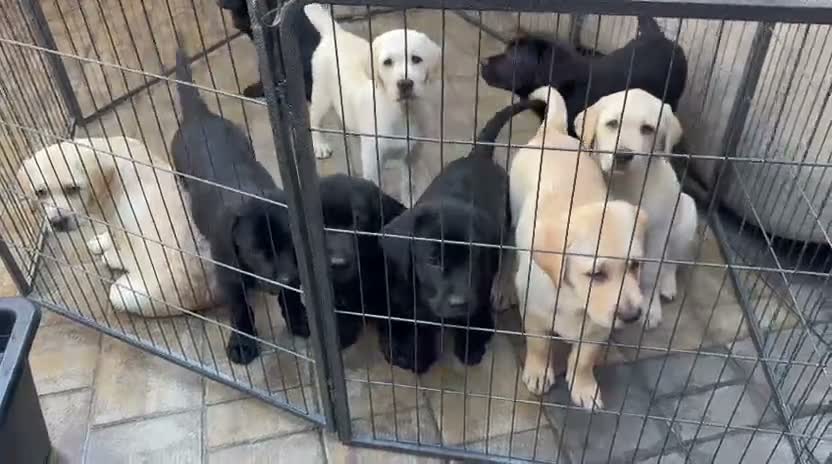 Labrador Retriever dogs for sale: KC Reg Yellow & Black Labrador Pupp - Video 1