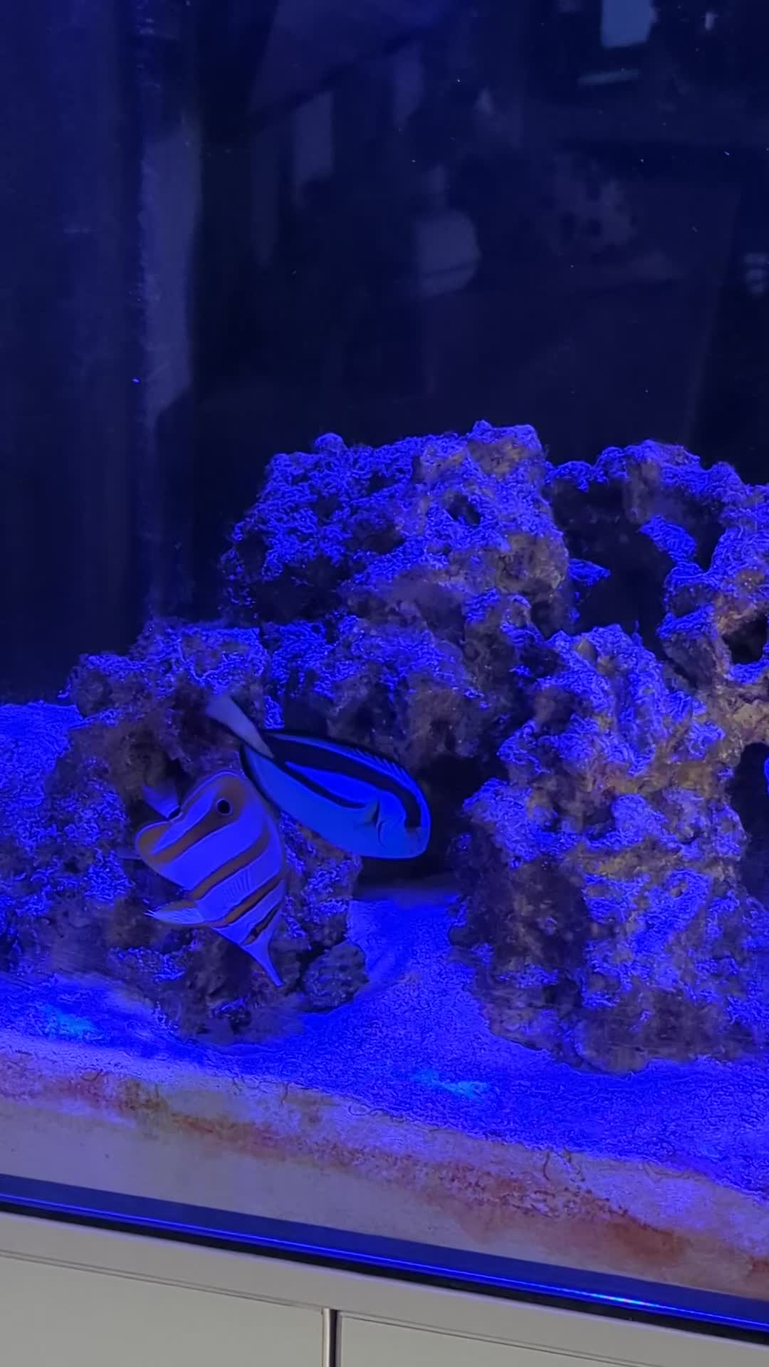 Butterfly Fish fish for sale: Marine fish  - Video 1