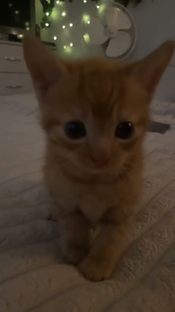 Mixed Breed cats for sale: Ginger babies for rehoming  in Peterborough - Video 1