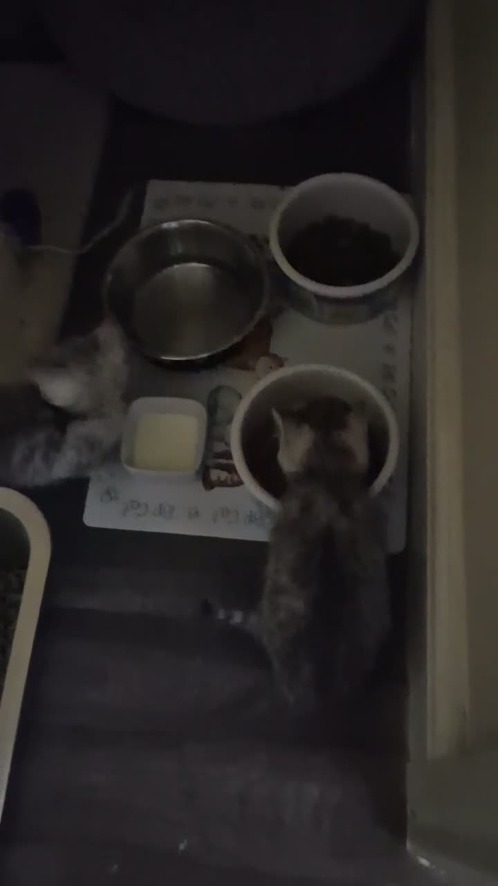 Mixed Breed cats for sale: Beautiful Female Persian Cross Kittens - Video 1