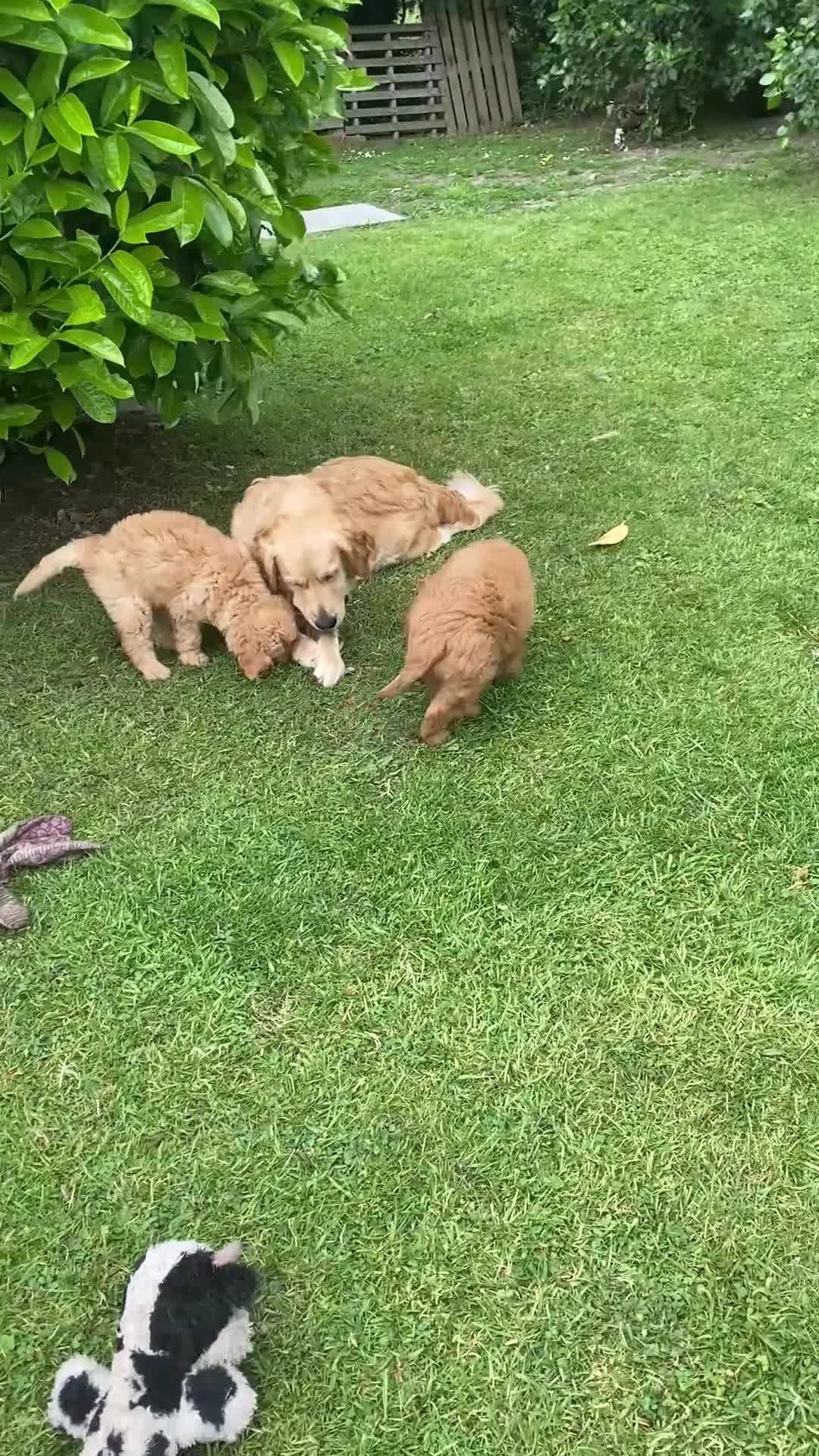 Goldendoodle dogs for sale: Sold - Red F1 Goldendoodle puppies for sale  - Video 1